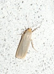 Eilema complana