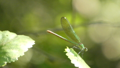 Calopteryx xanthostoma