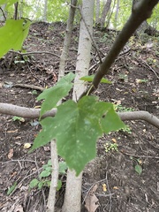 Acer nigrum