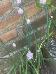 Allium schoenoprasum