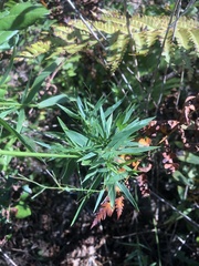 Dichanthelium mattamuskeetense