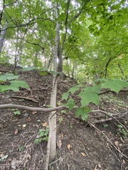 Acer nigrum
