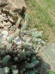 Petrosedum
