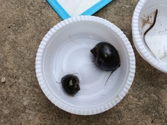 Pomacea canaliculata
