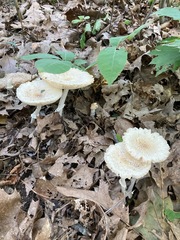 Amanita multisquamosa