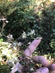 Doellingeria sericocarpoides