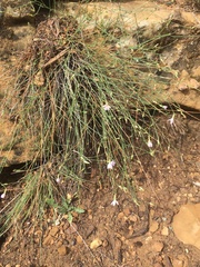 Stephanomeria pauciflora