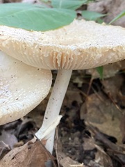 Amanita multisquamosa
