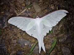 Actias aliena aliena