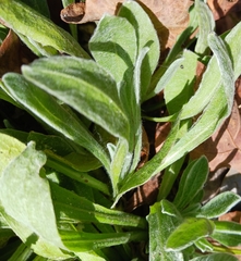 Chrysopsis gossypina