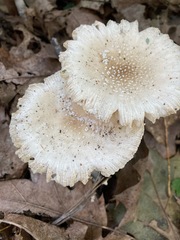 Amanita multisquamosa