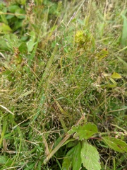 Eragrostis frankii