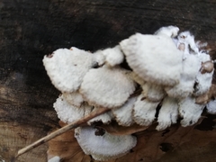 Schizophyllum commune