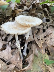 Amanita multisquamosa