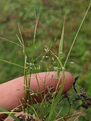 Eragrostis frankii