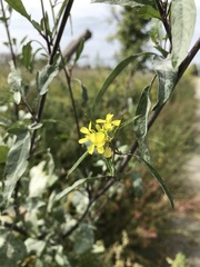 Rhamphospermum nigrum