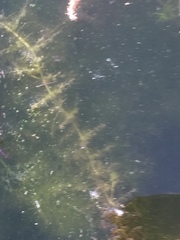 Utricularia australis