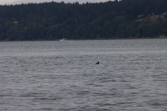 Cerorhinca monocerata