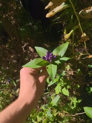 Gentiana clausa