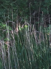 Euphorbia palustris