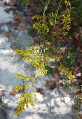 Solidago odora