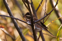 Emberiza rustica