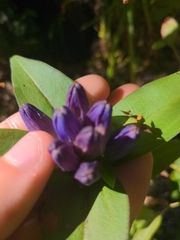 Gentiana clausa
