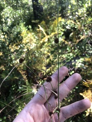 Rhynchospora cephalantha attenuata