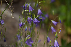 Campanula rotundifolia