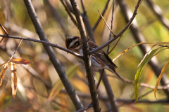 Emberiza rustica