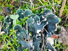 Peltigera malacea