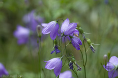 Campanula rotundifolia