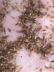 Rhynchospora cephalantha attenuata