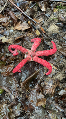 Clathrus archeri