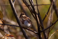 Emberiza rustica