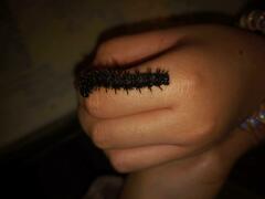 Nymphalidae