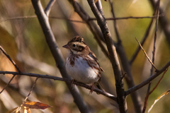 Emberiza rustica