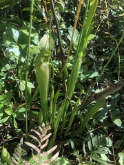 Sarracenia rubra