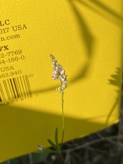 Polygala verticillata