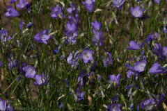 Campanula rotundifolia