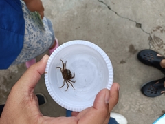 Decapoda