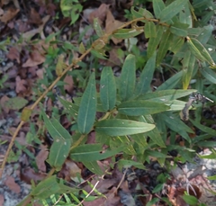 Solidago odora