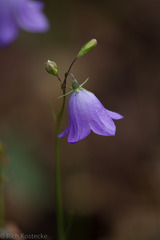 Campanula rotundifolia