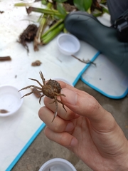 Decapoda