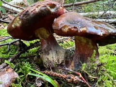 Neoboletus