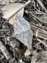 Frederickia nigricomma