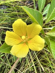 Ludwigia hexapetala