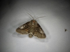 Protomiselia bilinea