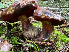 Neoboletus