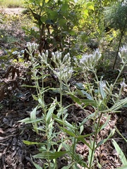 Eupatorium album